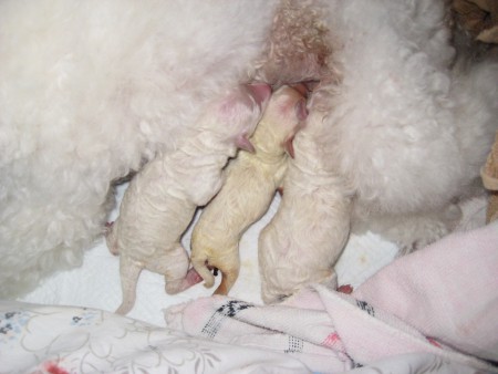 ...2 kluci a 1 holka (uprostřed) obsadili mlékárnu...